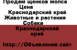  Продам щенков мопса › Цена ­ 10 000 - Краснодарский край Животные и растения » Собаки   . Краснодарский край